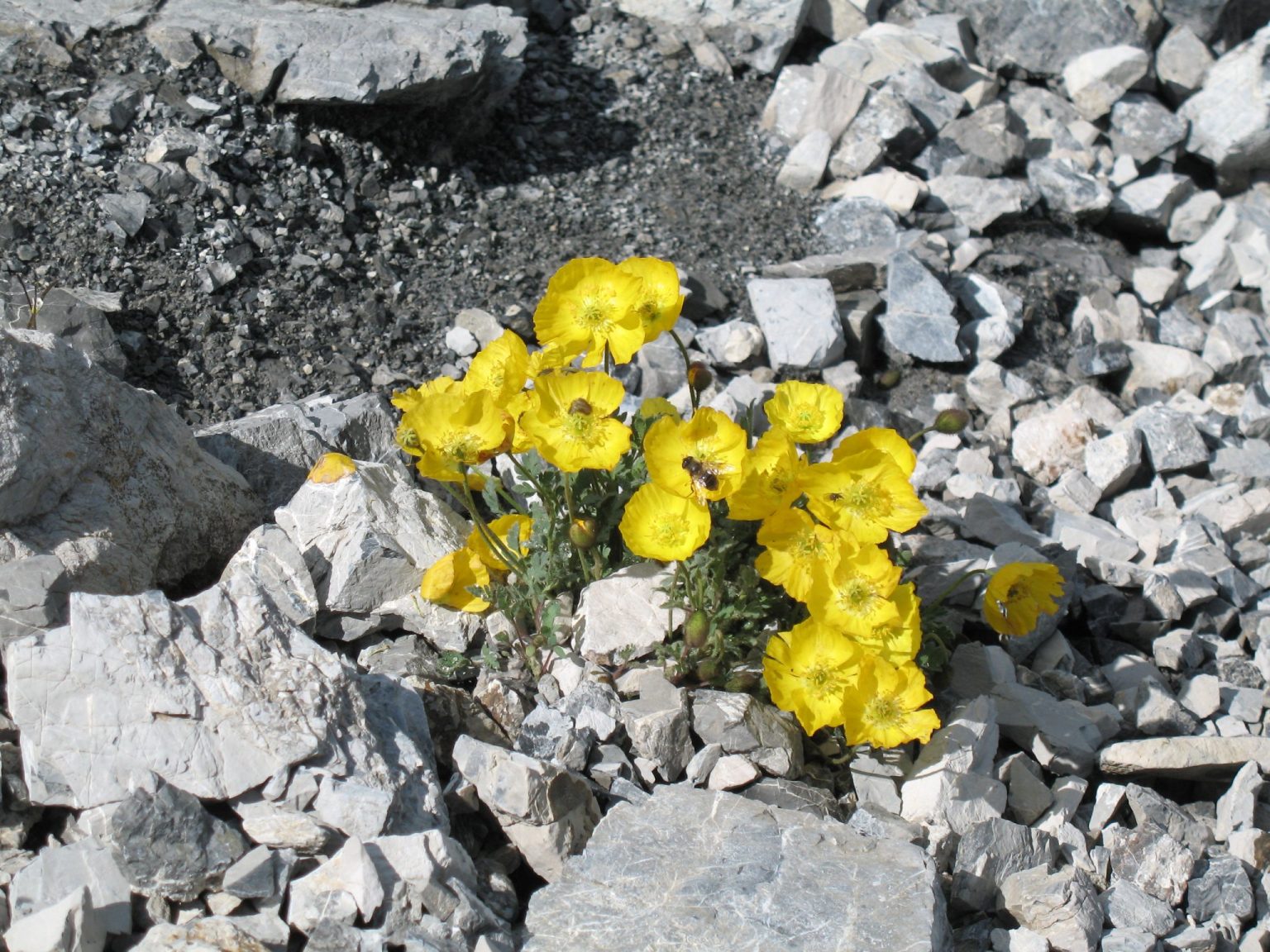 Ein kleines Wunder der Natur inmitten der Geröllmassen