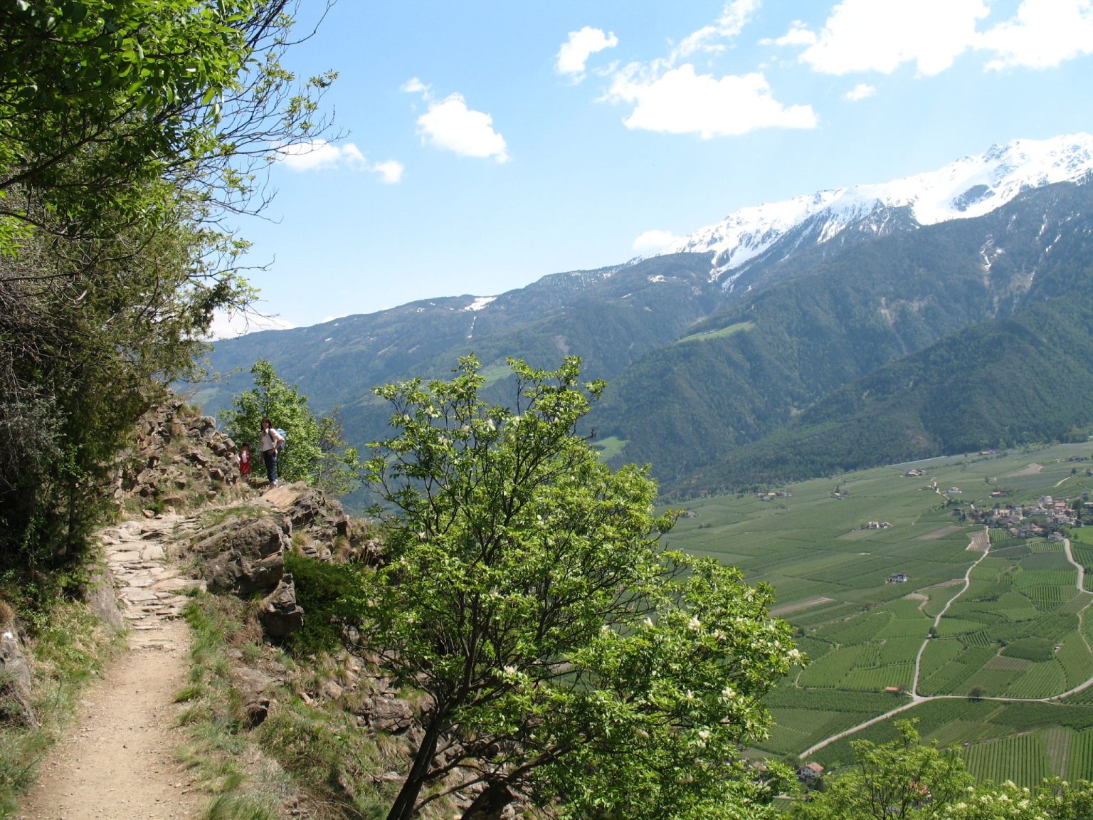 Blick vom Schnalswaal ins Vinschgau - der Weg begleitet den Waal auf seiner gesamten Strecke und führt größtenteils durch schattenspendenden Mischwald