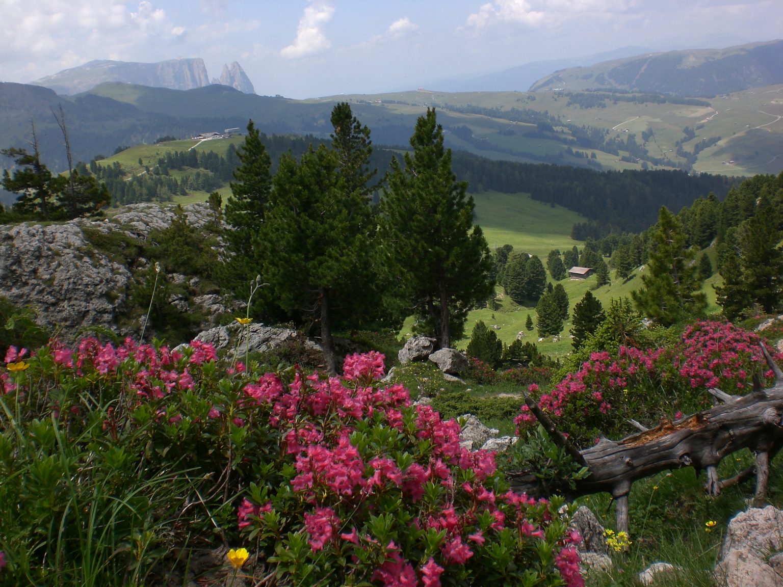 Blick auf die Seiser Alm mit dem Schlern im Hintergrund