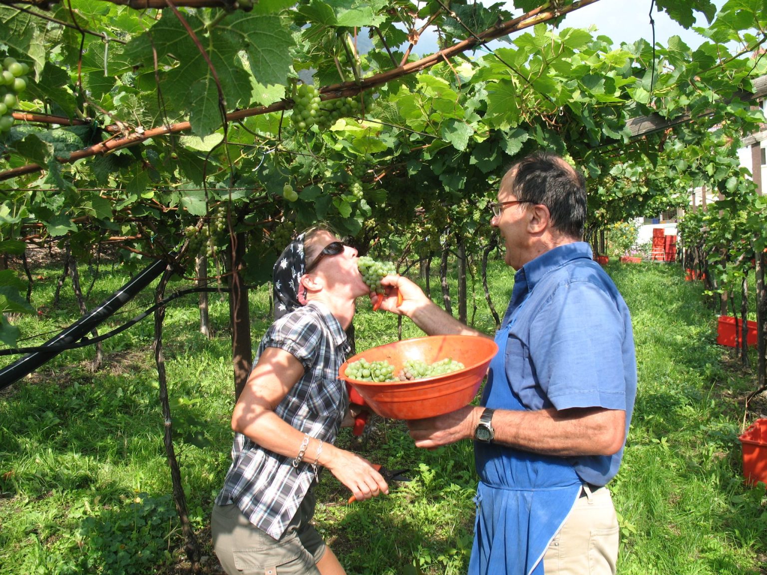 Weinlese (Traubenverkostung) undter den Weinbergen