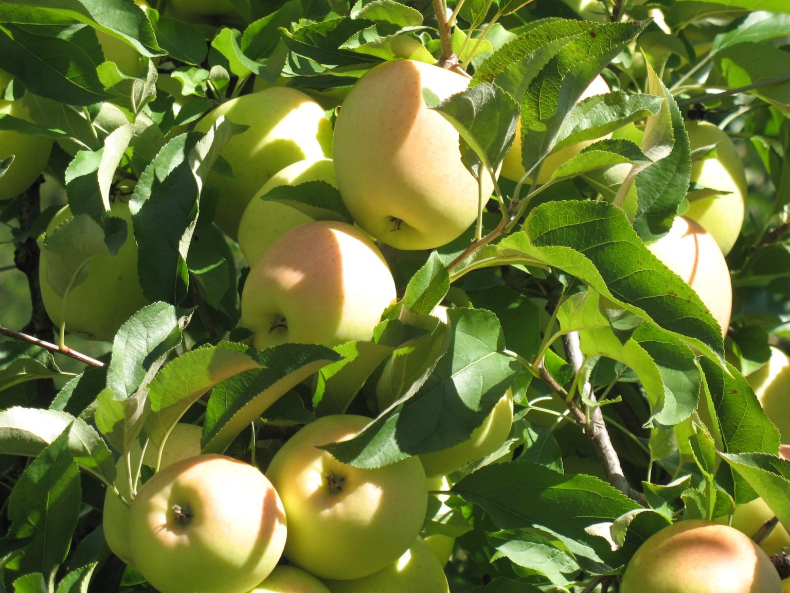 Die Apfelsorte Golden Delicius kurz vor der Ernte mit den bezeichnenden roten Backen