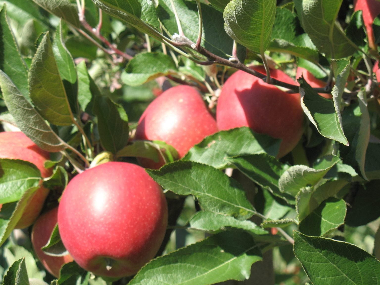 Die Apfelsorte Braeburn