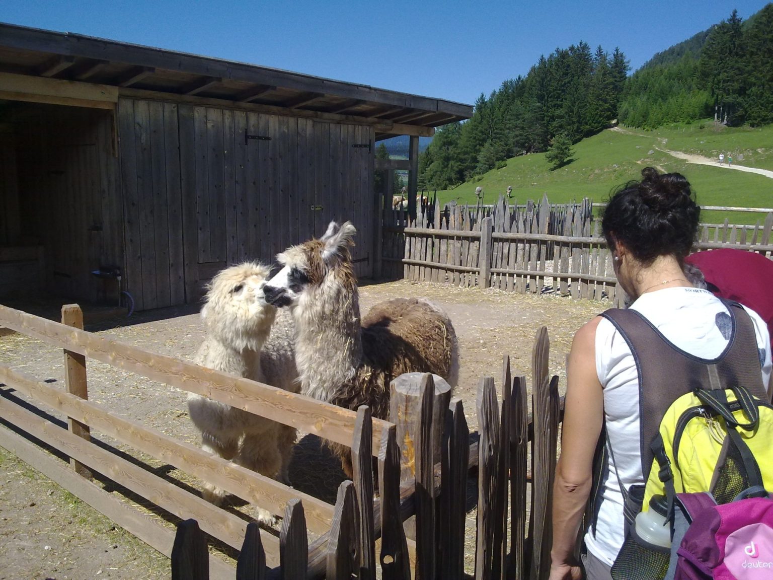Streichelzoo der etwas exotischeren Art auf der Tuffalm
