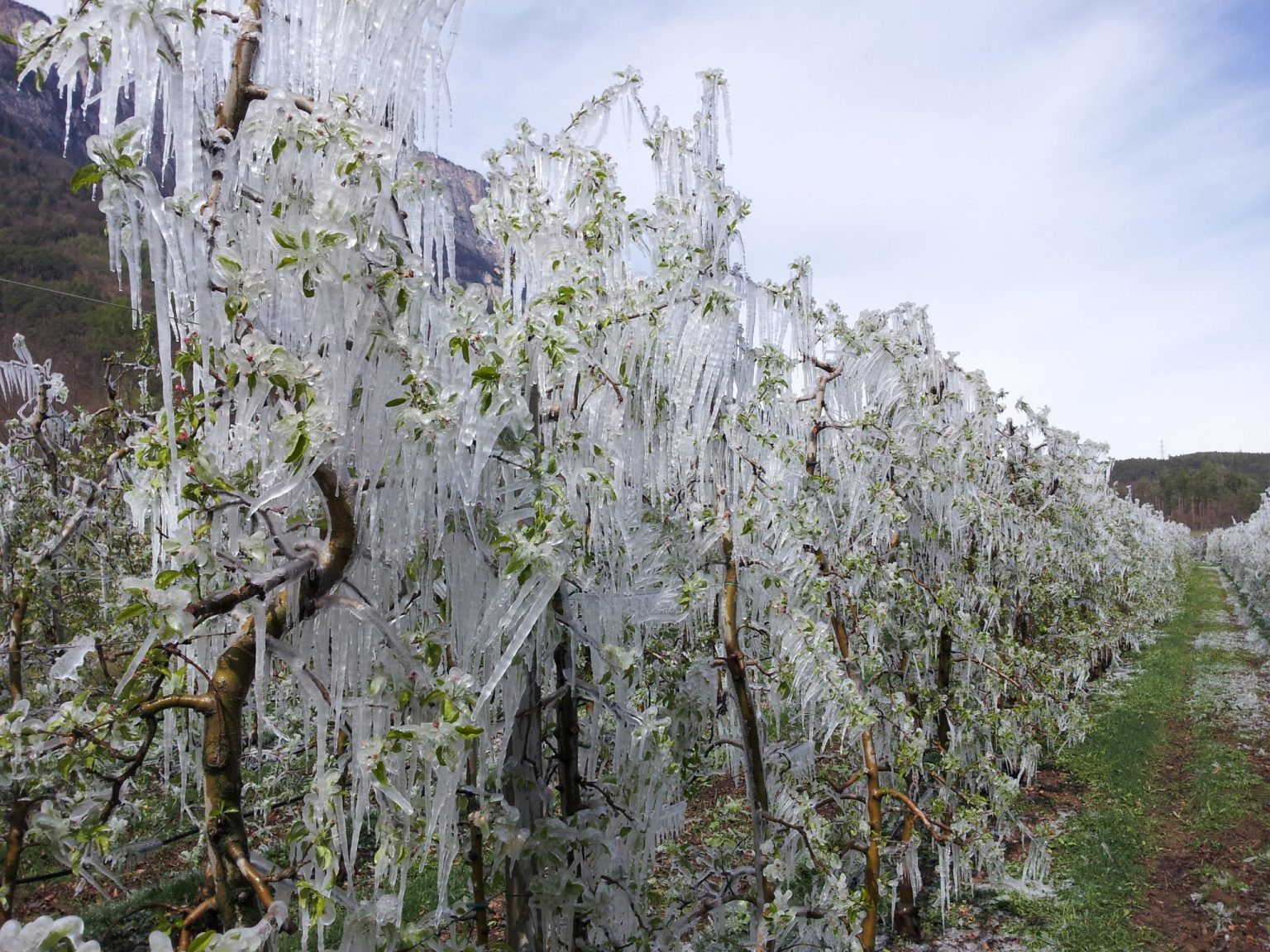 Das Eis schützt die Blüten und somit den Apfelansatz vor der Kälte
