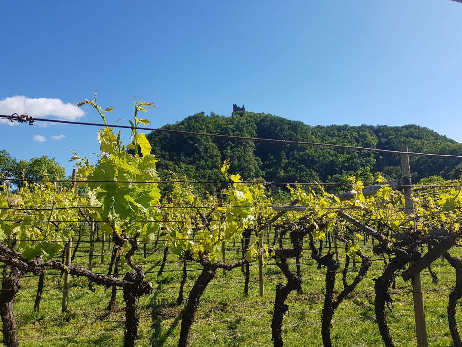 Wanderung auf die Leuchtenburg am Kalterer See