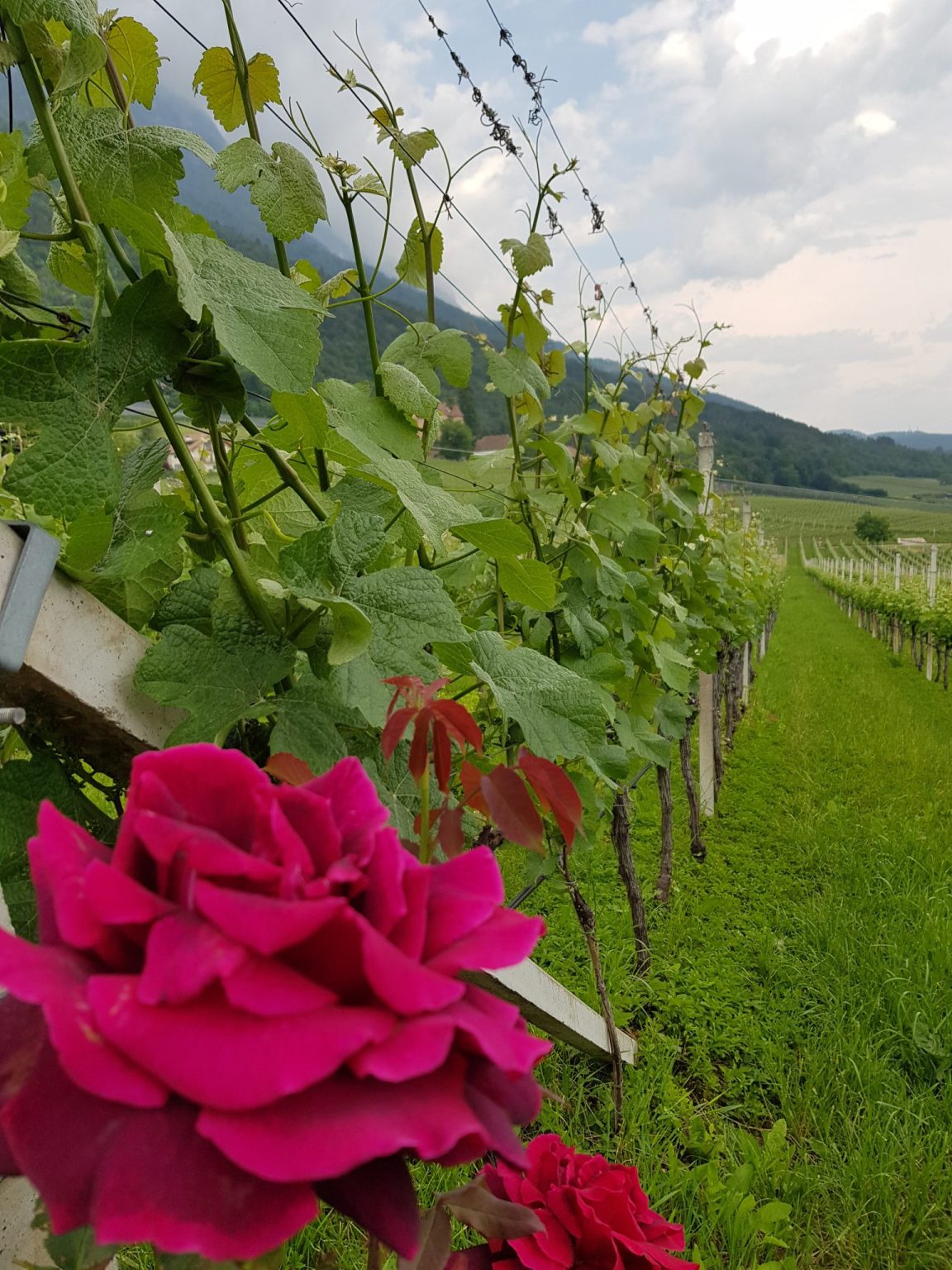 20190606_113519